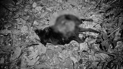 卓溪入侵黑熊再度掠食犬隻 ，巡護隊員險遭攻擊防衛擊槍，黑熊緊急送醫仍不幸身亡，後續協助部落減少人熊衝突。